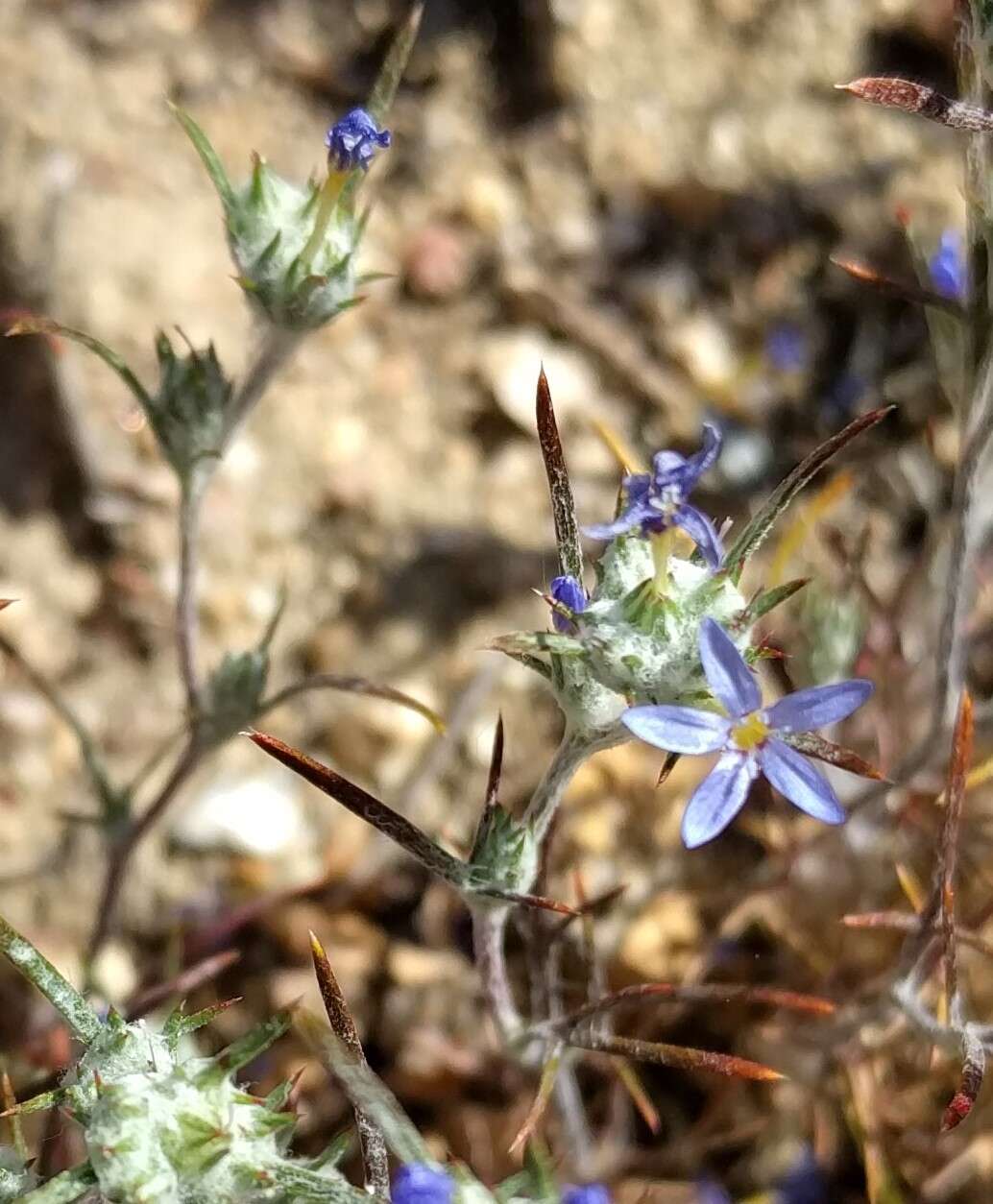 Imagem de Eriastrum calocyanum S. J. De Groot