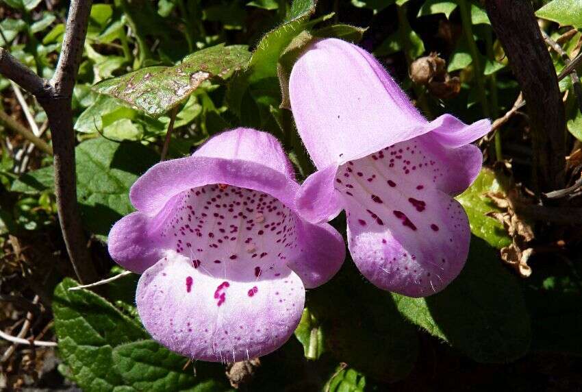 Imagem de Digitalis minor L.