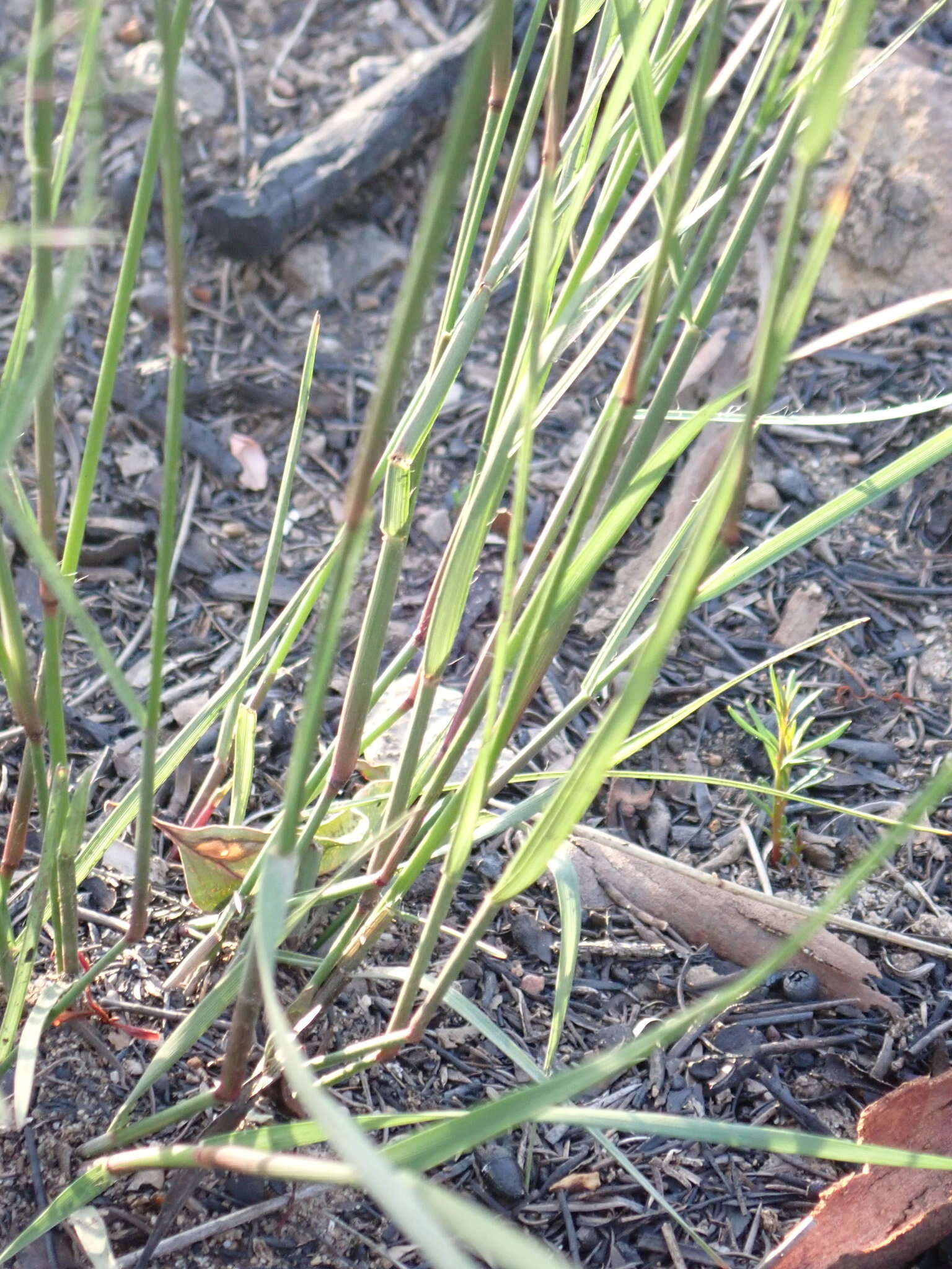 Слика од Aristida vagans Cav.