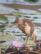 Image of Madagascar Pond-Heron