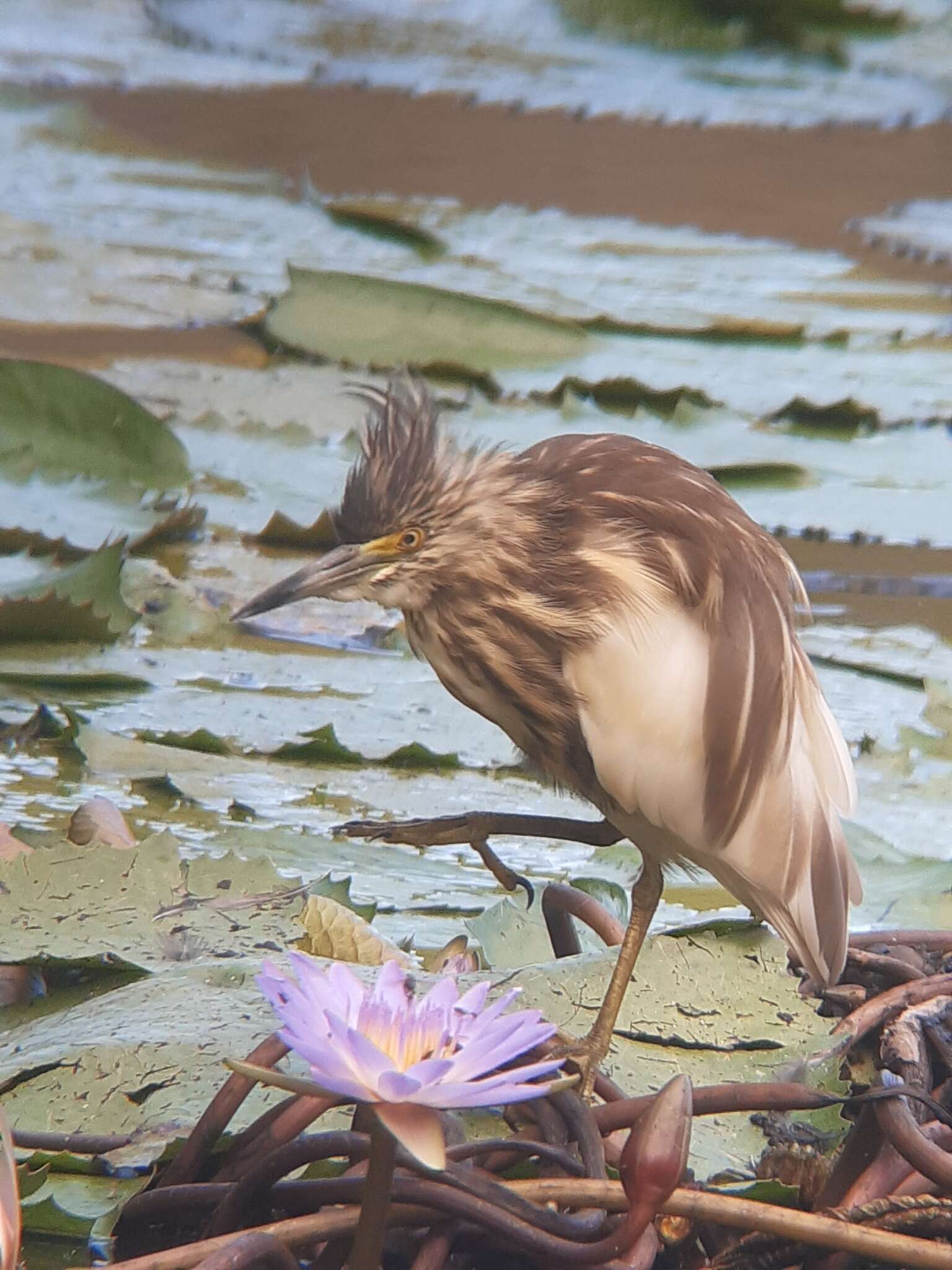 Image of Madagascar Pond-Heron