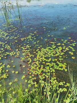 Plancia ëd Marsilea ephippiocarpa Alston