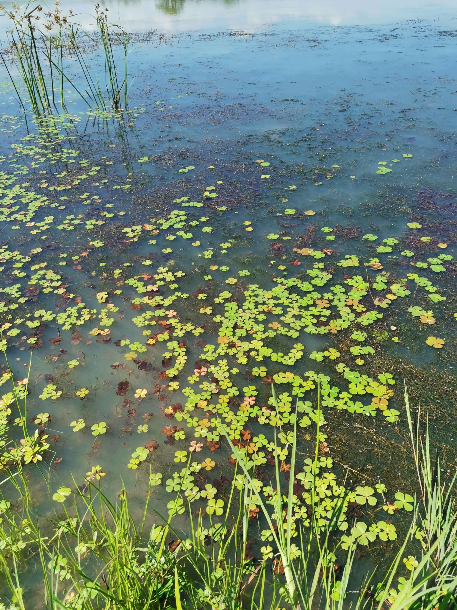 Plancia ëd Marsilea ephippiocarpa Alston