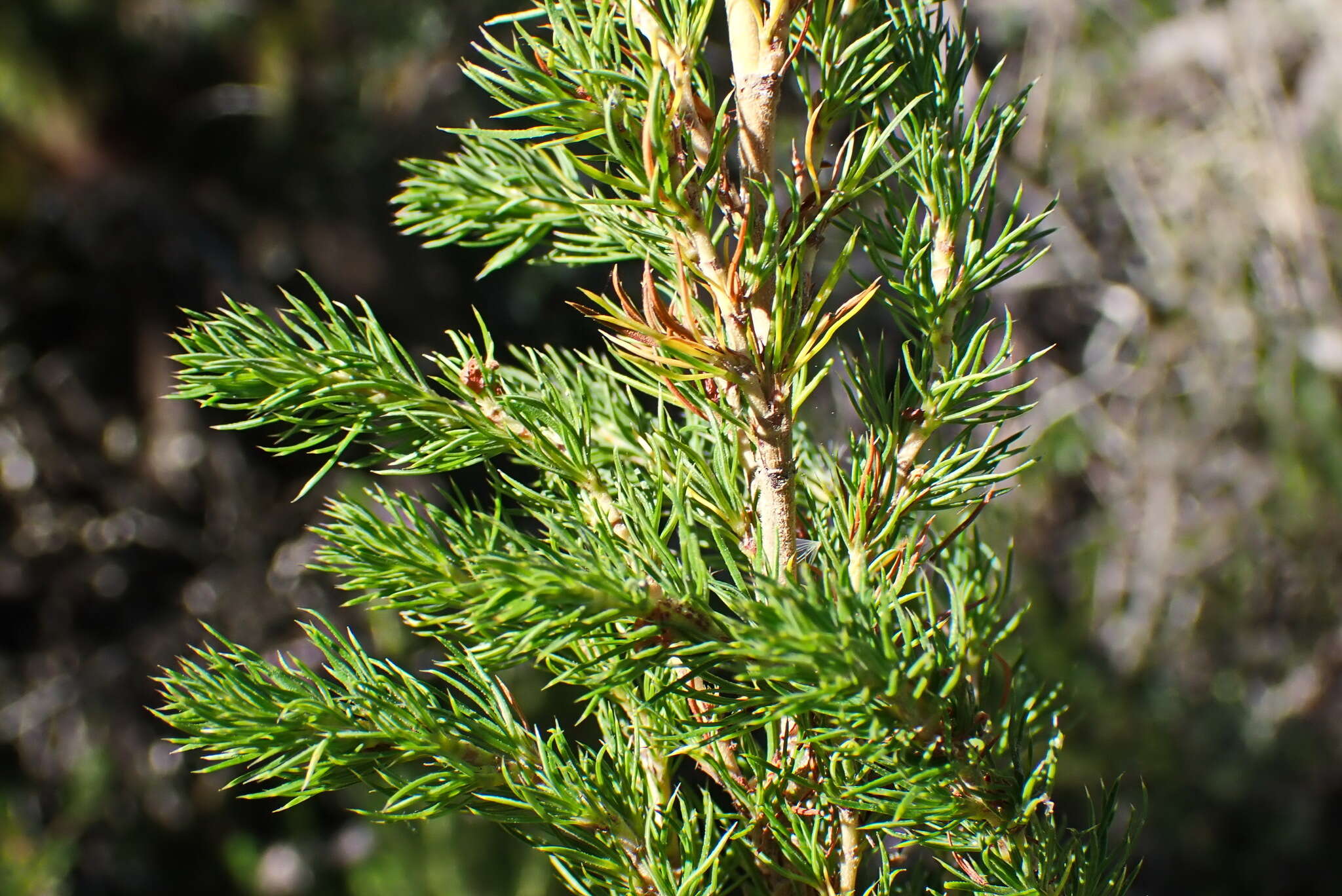 Image of Cliffortia paucistaminea var. australis C. Whitehouse