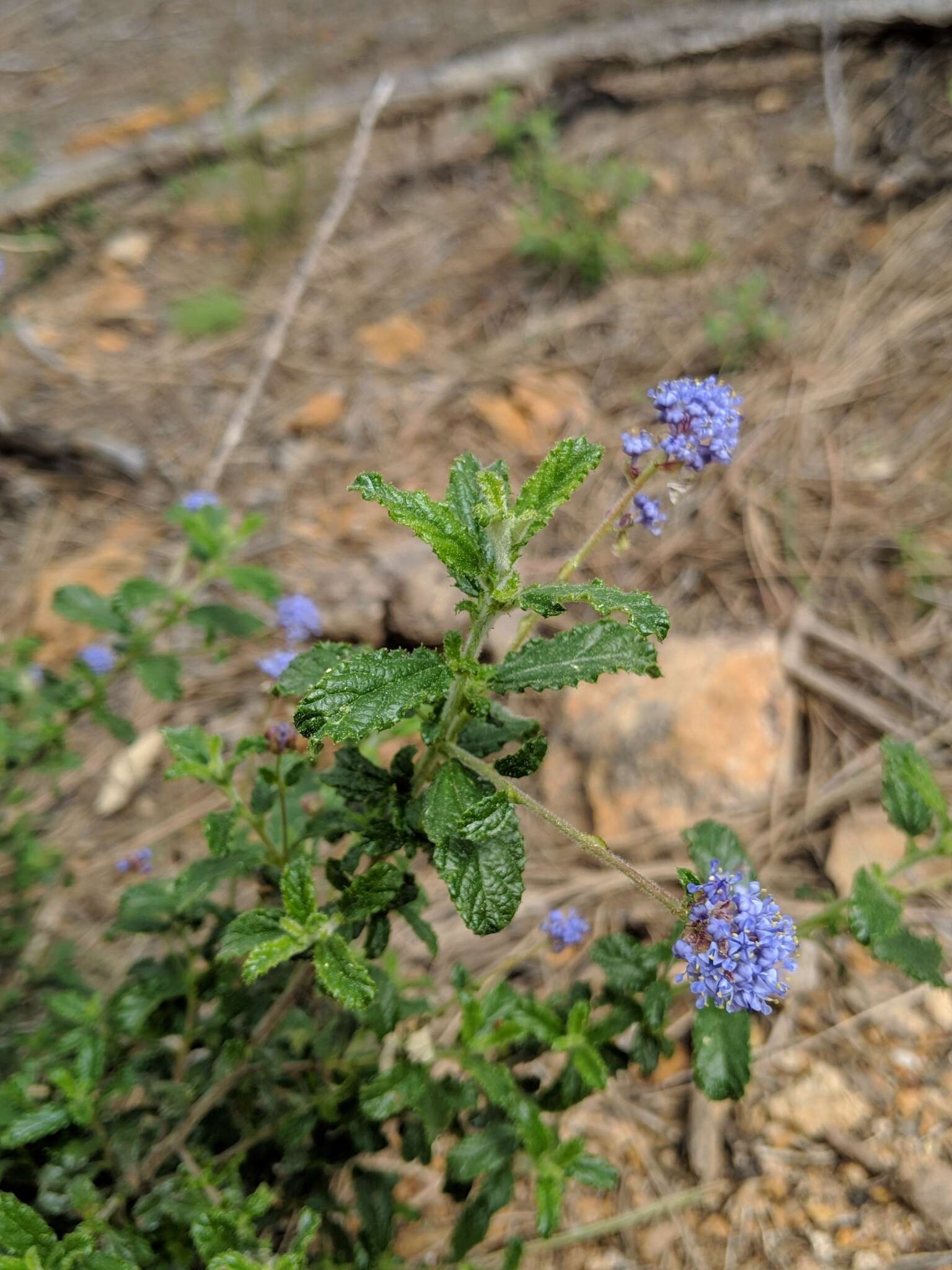 Image of wavyleaf ceanothus