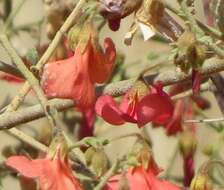 Hermannia burchellii (Sweet) Verdoorn的圖片