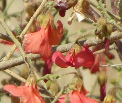 Image of Hermannia burchellii (Sweet) Verdoorn