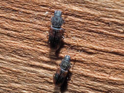 Image of Bark beetle