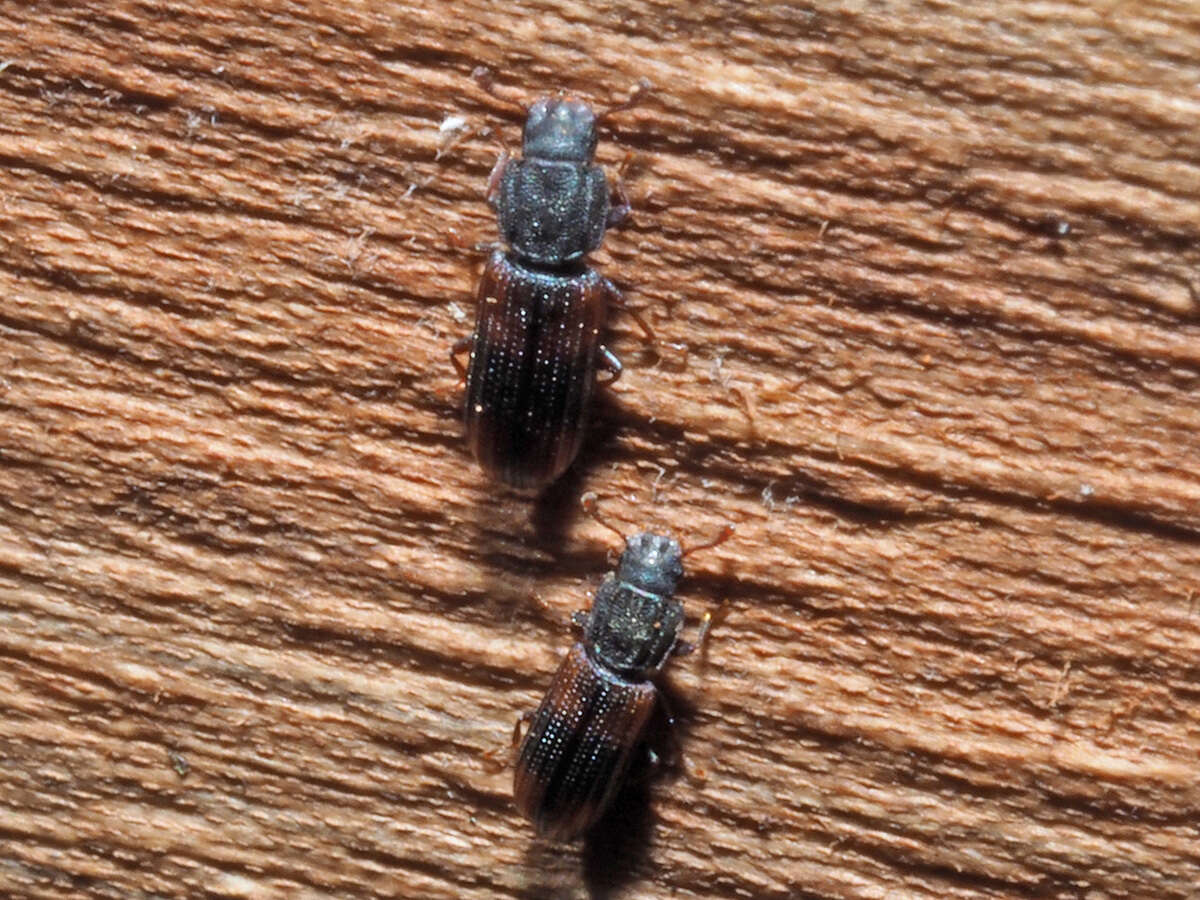 Image of Bark beetle