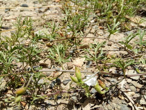 Image de Convolvulus laciniatus Desr.