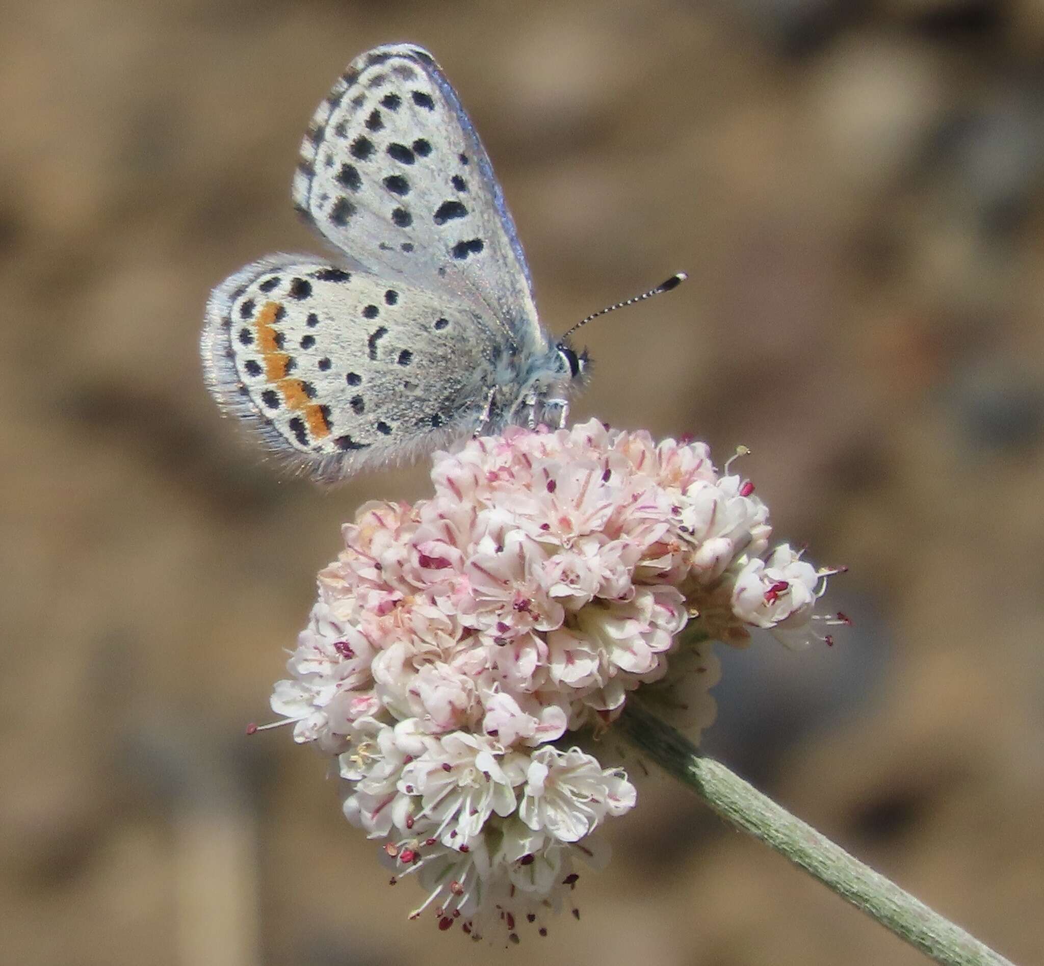 Euphilotes enoptes bayensis (Langston 1964)的圖片