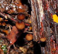 Sivun Mycena mulawaestris Grgur. 2003 kuva