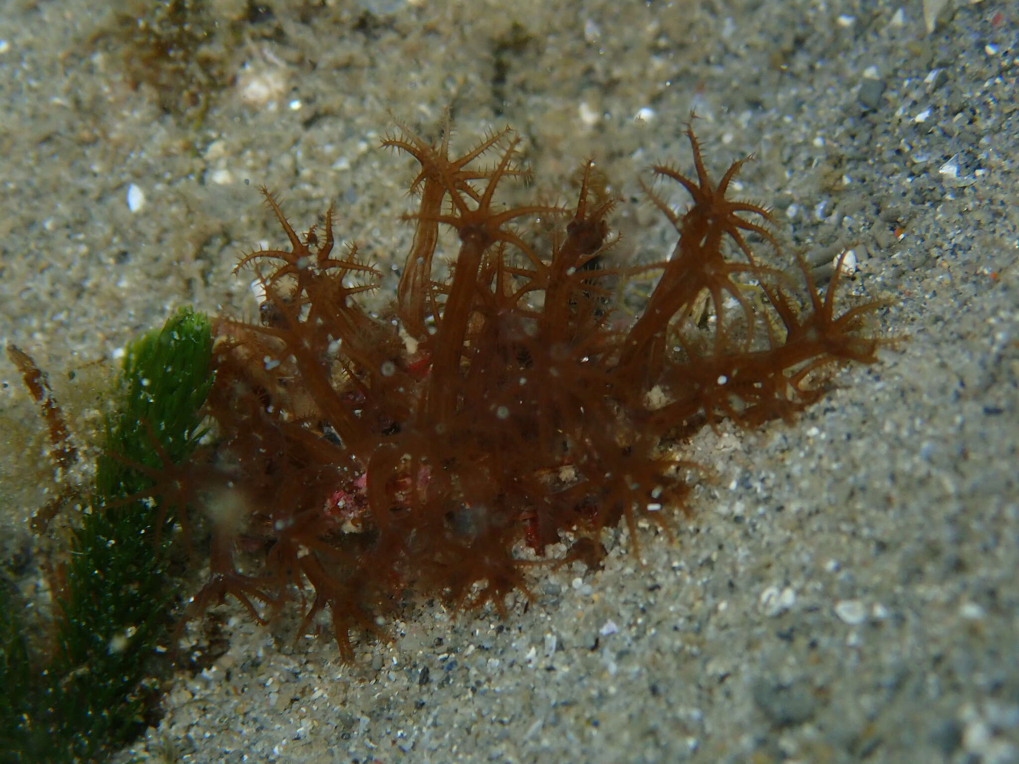 Image of Erythropodium hicksoni (Utinomi 1971)