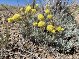 Image of Great Basin Desert buckwheat