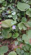 Image of Vinca major subsp. major