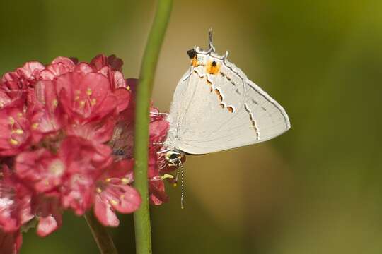 Image of Gray Hairstreak