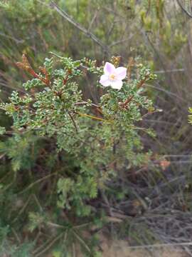 Image of small-leaved boronia