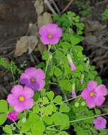 Imagem de Oxalis rosea Jacq.