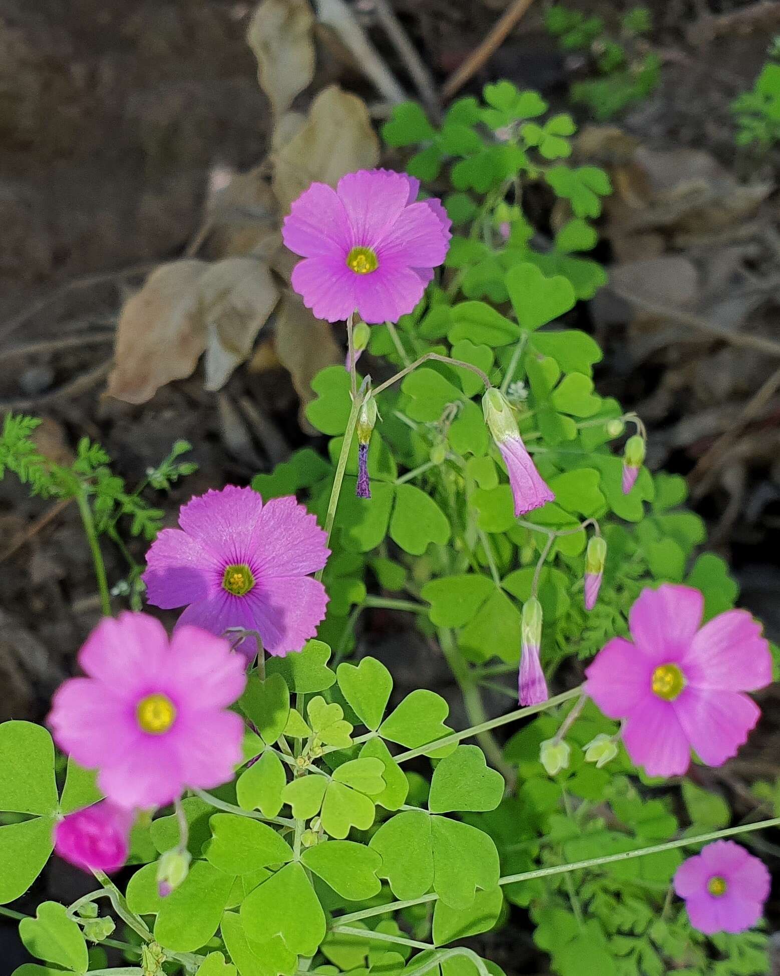 Imagem de Oxalis rosea Jacq.