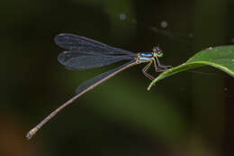 Image of Coeliccia octogesima (Selys 1863)