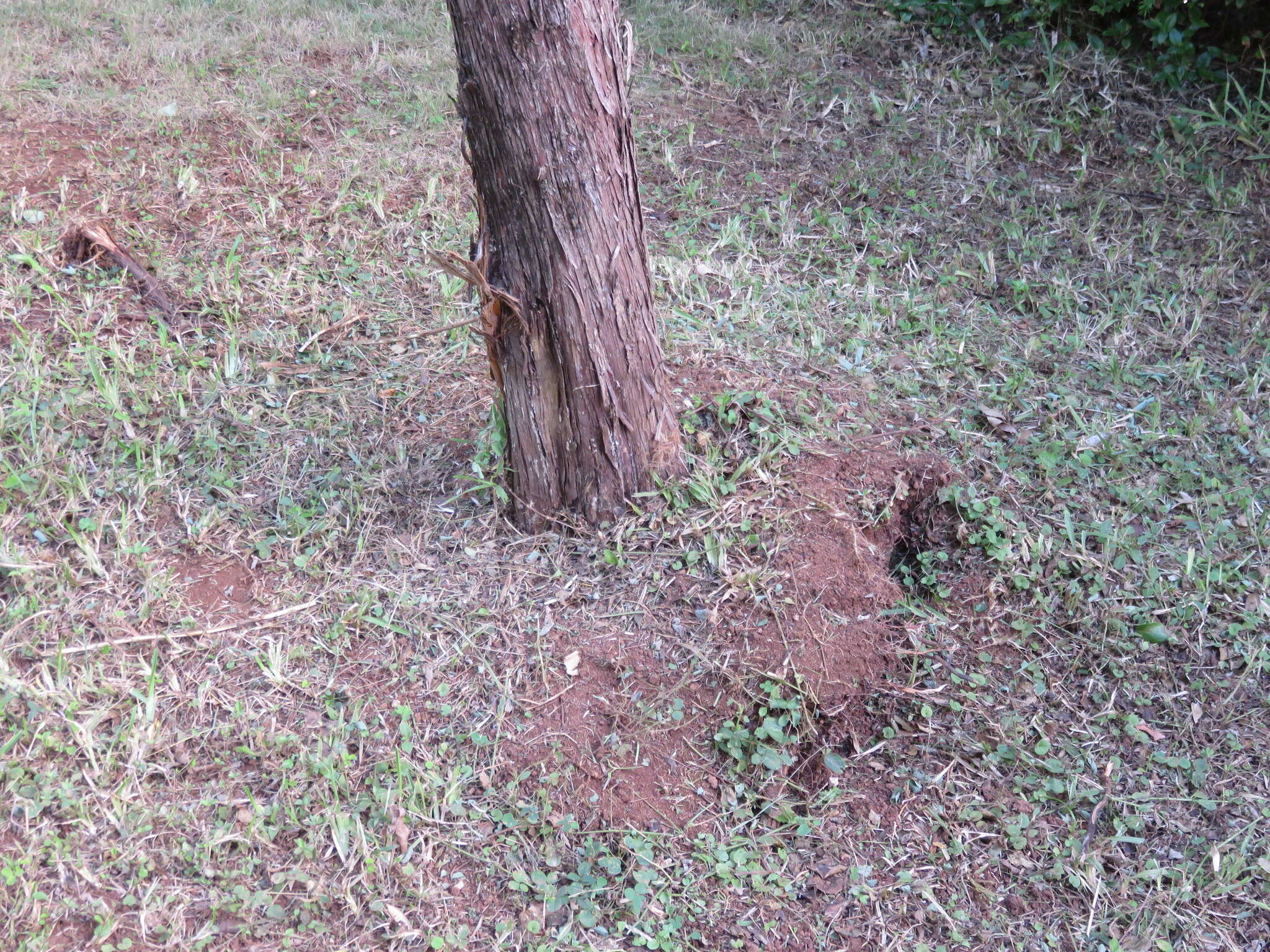 Image of Bermuda Cedar