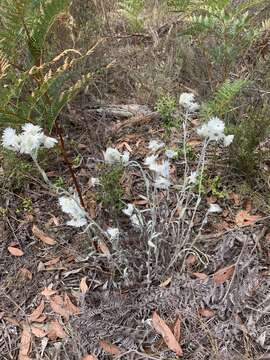 Image of Argentipallium blandowskianum (Steetz ex Sond.) P. G. Wilson