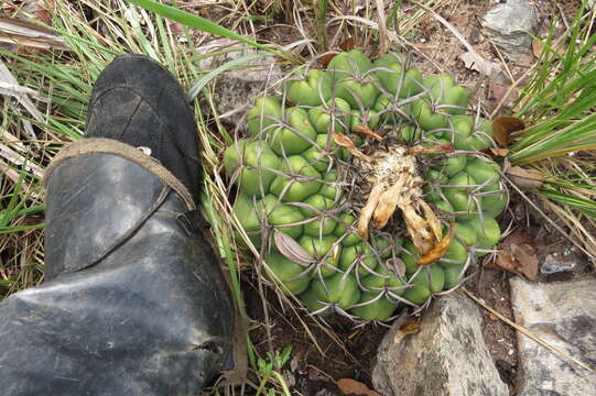 Image of Discocactus catingicola Buining & Brederoo