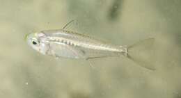 Image of Port Jackson glassfish