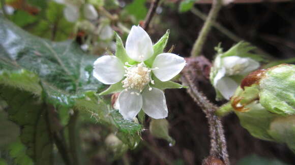 صورة Rubus moluccanus L.