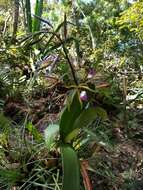 Imagem de Prosthechea brassavolae (Rchb. fil.) W. E. Higgins