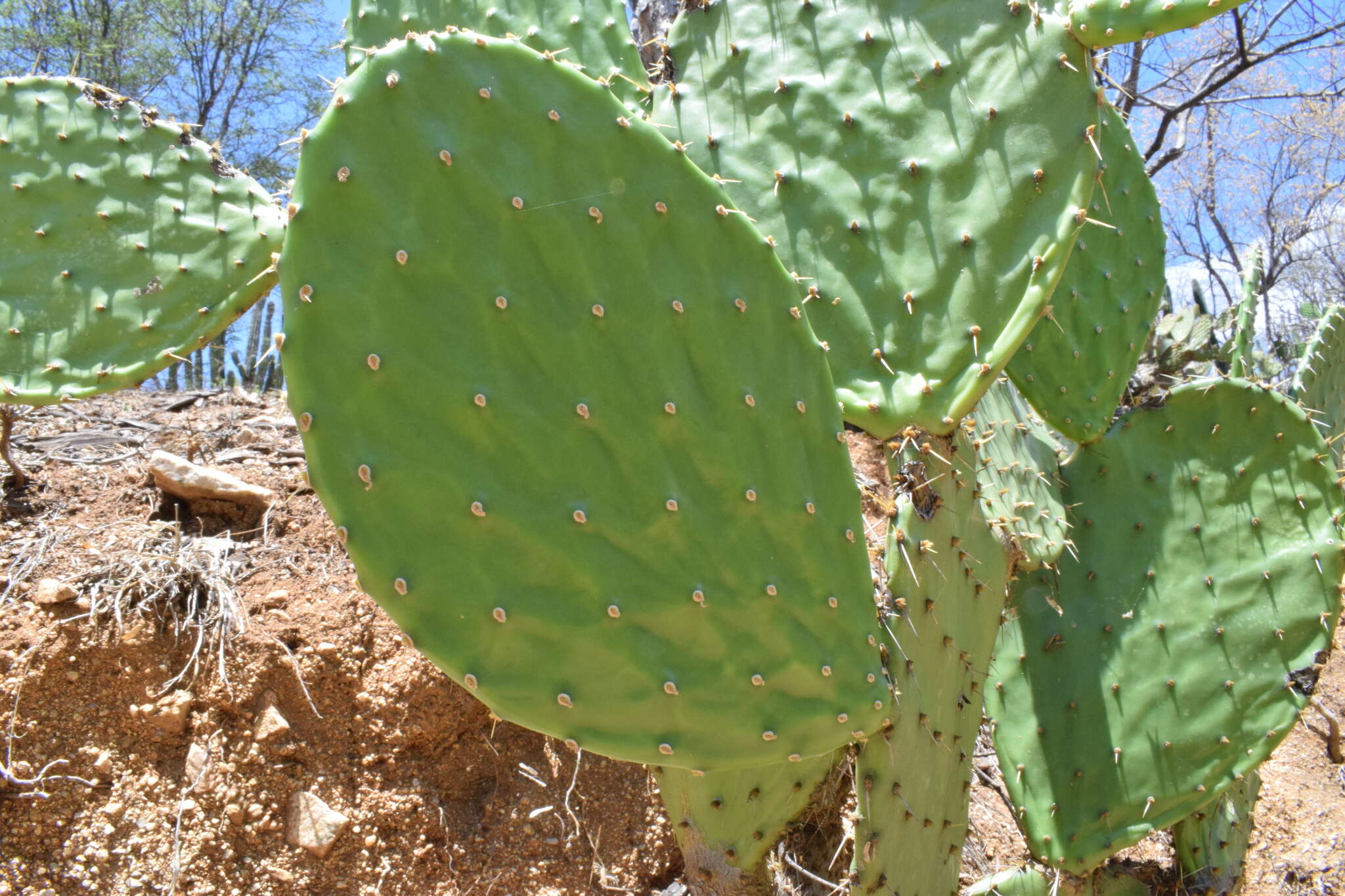 Image of Opuntia bravoana E. M. Baxter