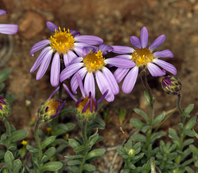 Imagem de Ionactis alpina (Nutt.) Greene