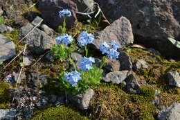 Image de Eritrichium villosum (Ledeb.) Bunge