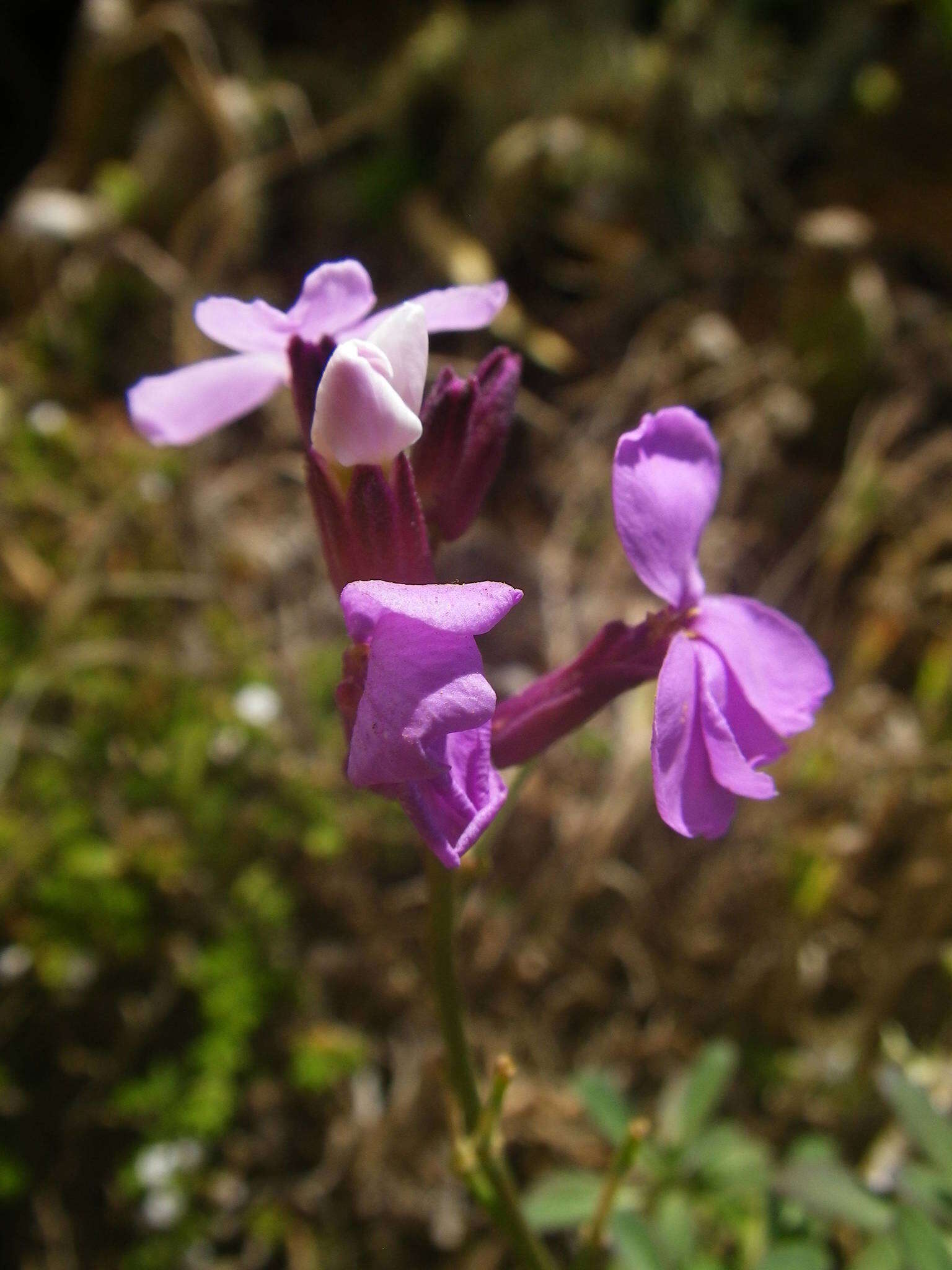 Image of Bowles perennial wallflower