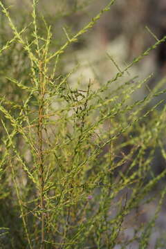 Image of Eremophila divaricata (F. Muell.) F. Muell.