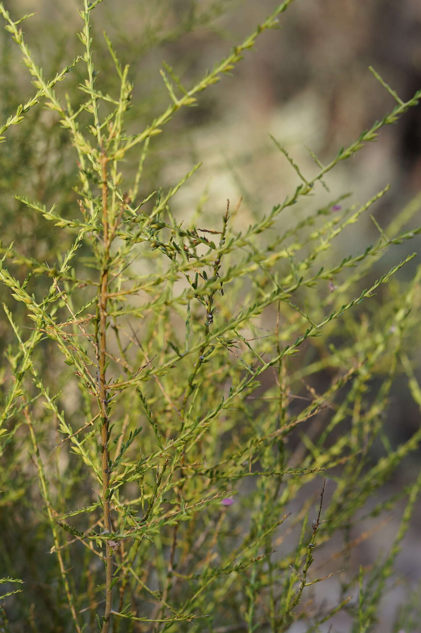 Image of Eremophila divaricata (F. Muell.) F. Muell.