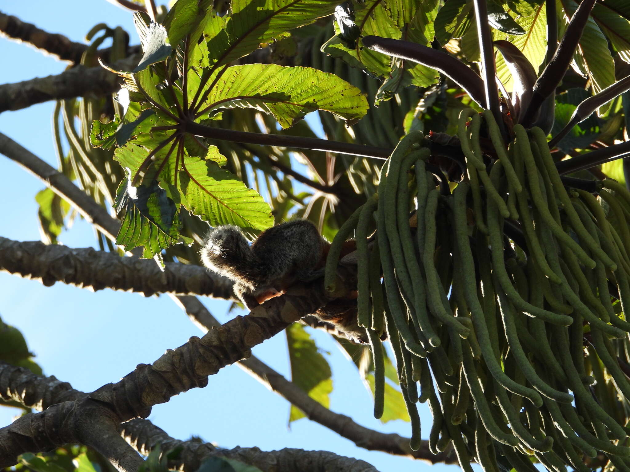 Image of Variegated squirrel