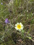 Image of woodland tidytips