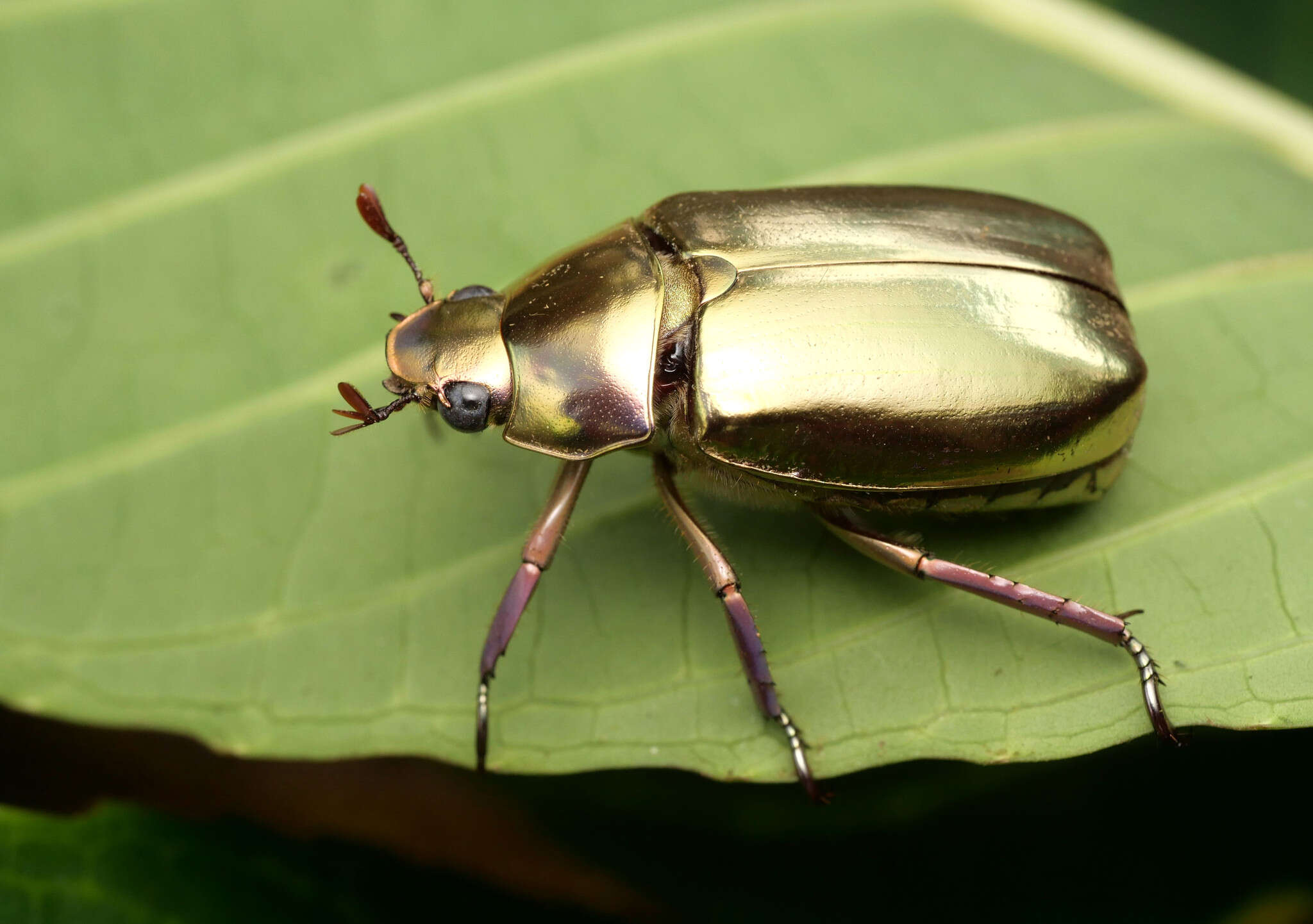 Image of Chrysina argenteola (Bates 1888)