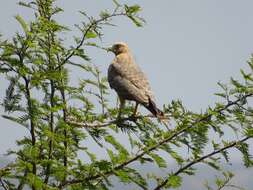 Image of Grasshopper Buzzard