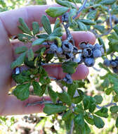 Image of Searsia incisa (L. fil.) F. A. Barkley