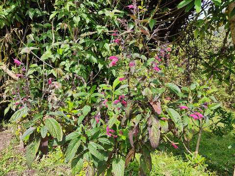 Image of Salvia quitensis Benth.