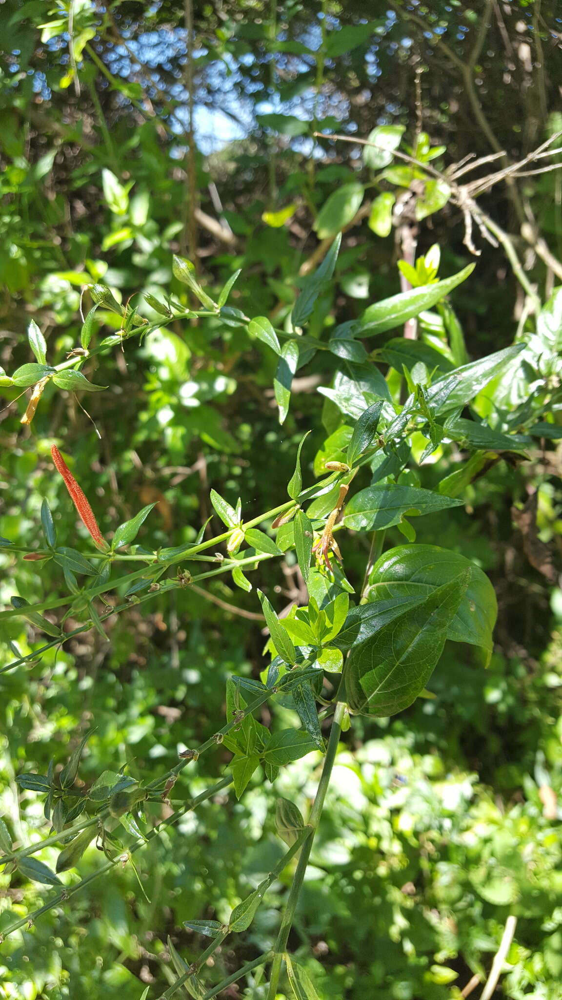 Anisacanthus quadrifidus (Vahl) Standl. resmi