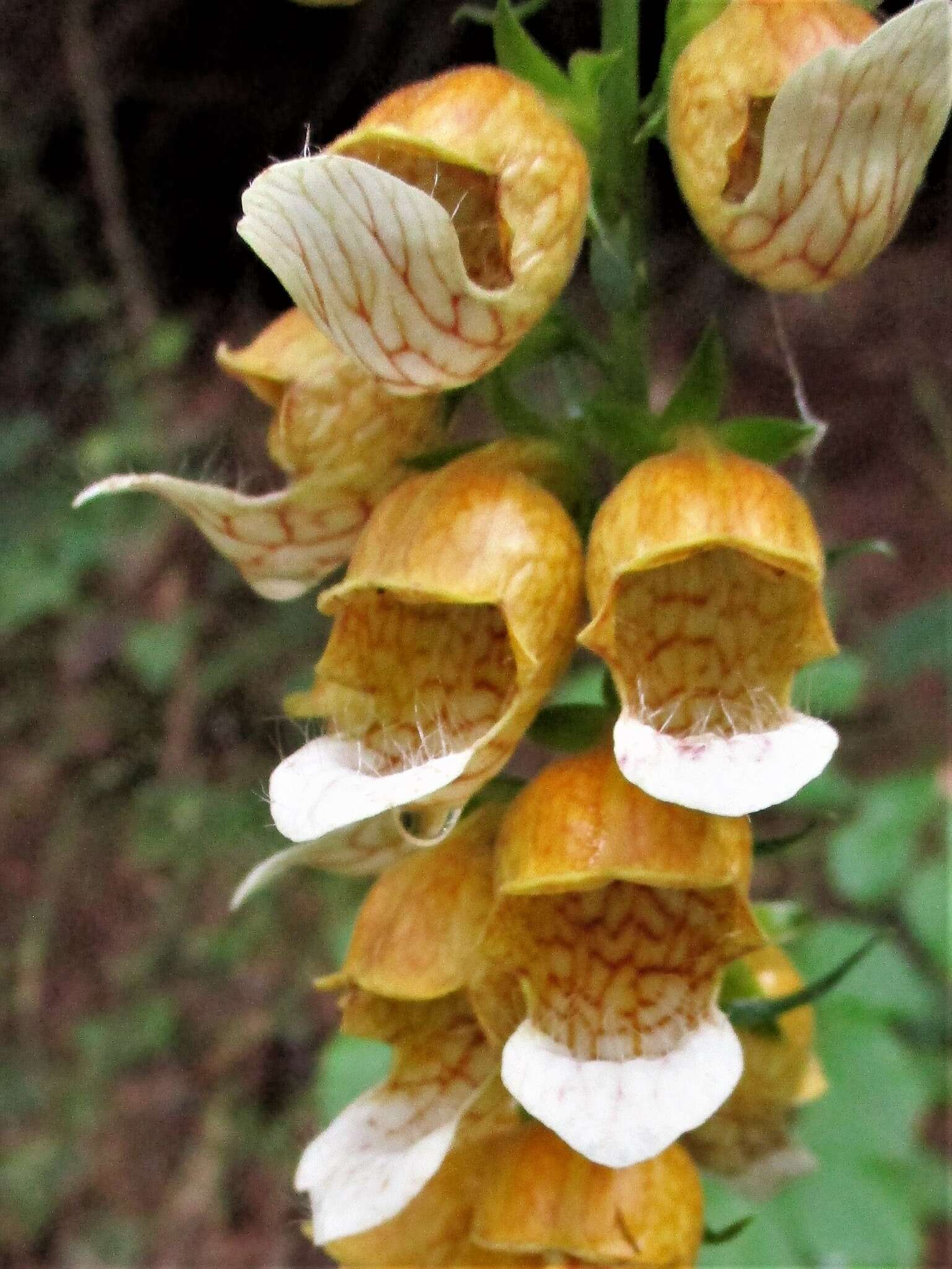 Imagem de Digitalis laevigata Waldst. & Kit.