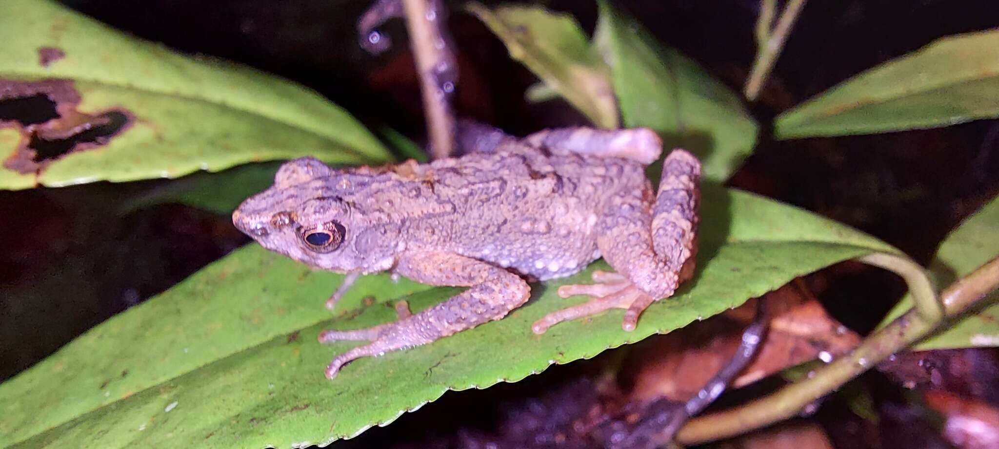 Image of Kadamaian Stream Toad