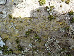 Image of eggyolk lichen