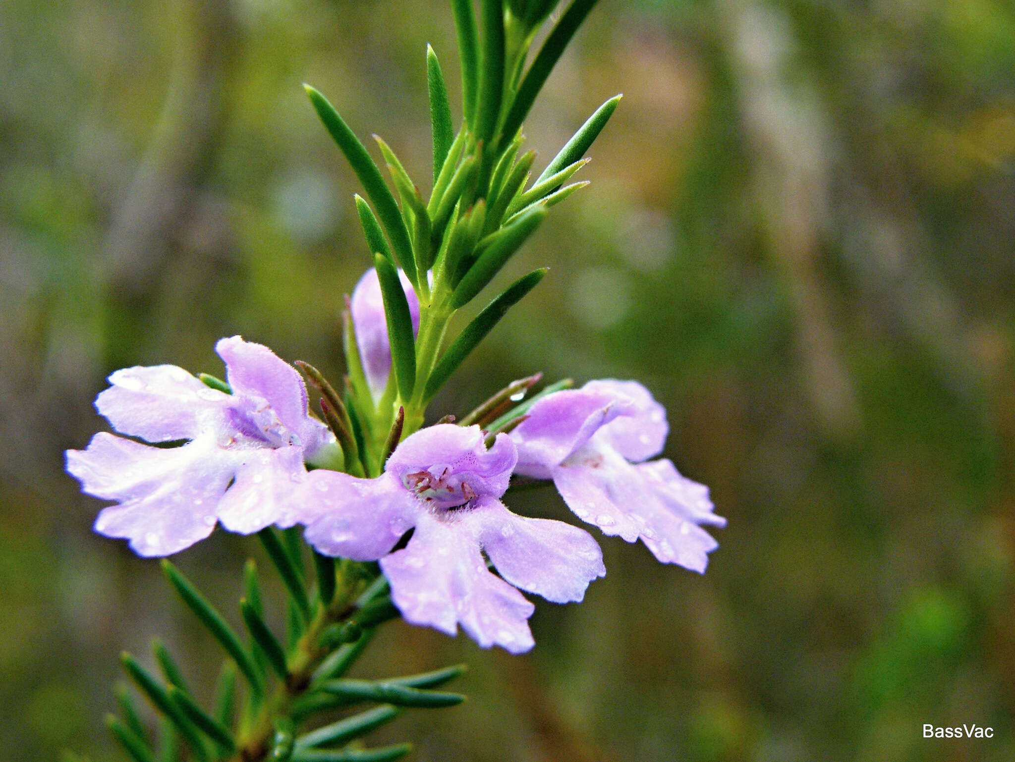 Image of Hemigenia