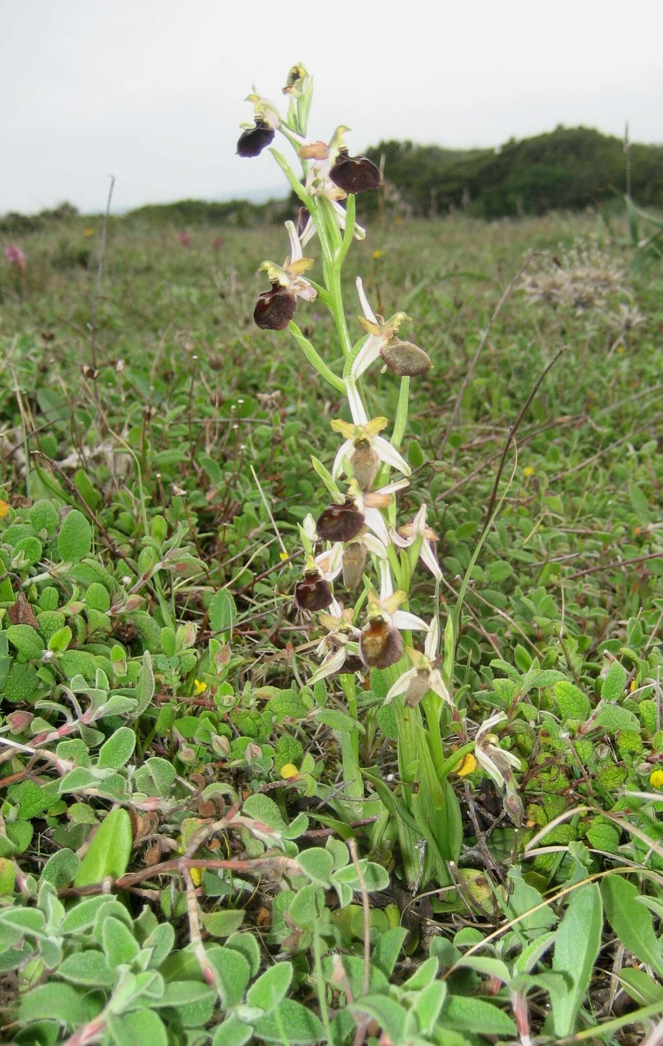 Image of Ophrys morisii (Martelli) G. Keller & Soó