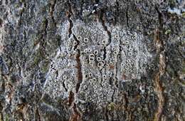 Image of Bumpy rim-lichen;   Rim lichen