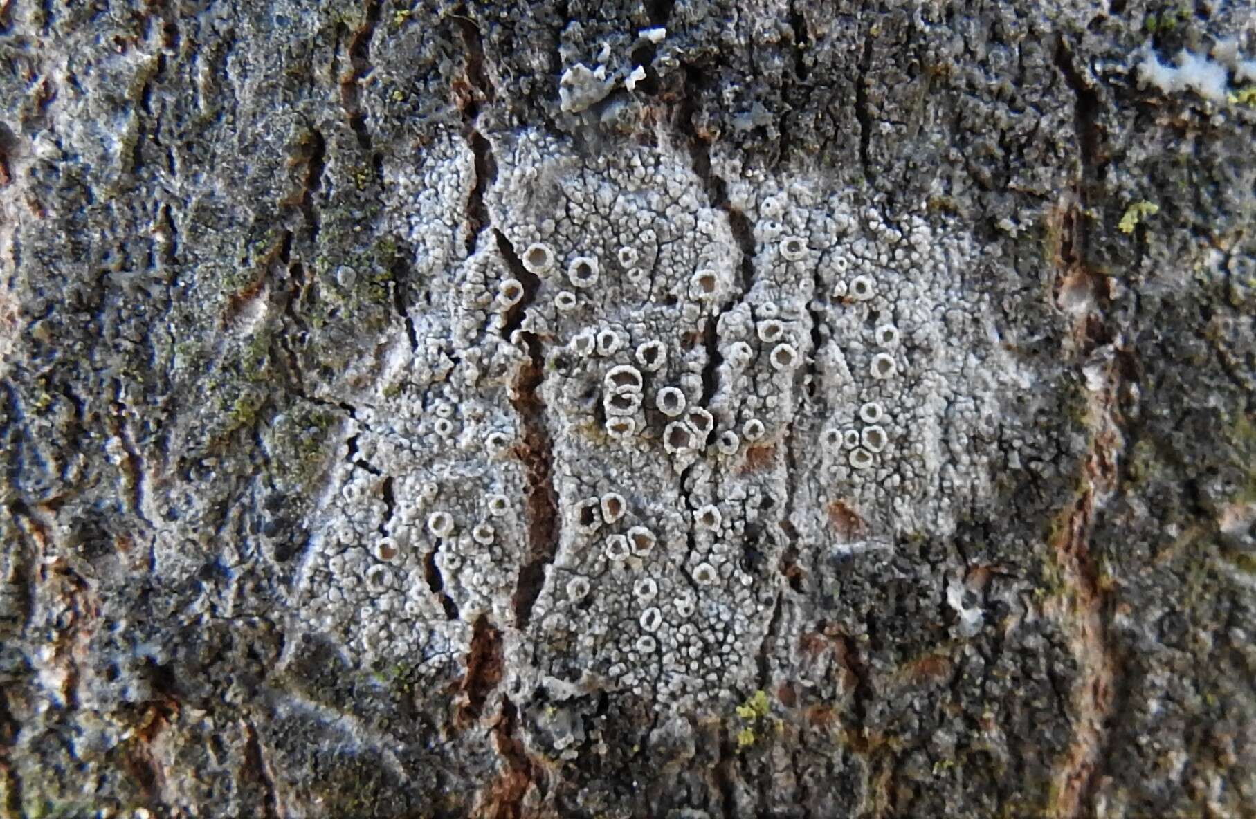 Image de Lecanora hybocarpa (Tuck.) Brodo